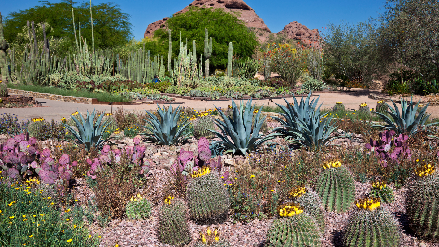 A garden filled with lots of different types of plants